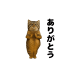 おどる！マヌルネコ（個別スタンプ：5）
