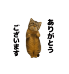 おどる！マヌルネコ（個別スタンプ：6）