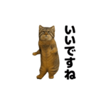 おどる！マヌルネコ（個別スタンプ：7）