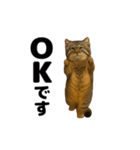 おどる！マヌルネコ（個別スタンプ：11）
