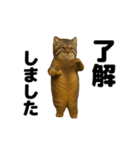 おどる！マヌルネコ（個別スタンプ：12）