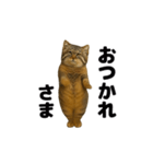 おどる！マヌルネコ（個別スタンプ：13）