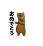 おどる！マヌルネコ（個別スタンプ：15）