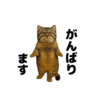 おどる！マヌルネコ（個別スタンプ：18）