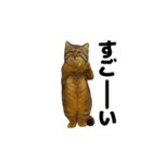 おどる！マヌルネコ（個別スタンプ：19）