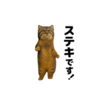 おどる！マヌルネコ（個別スタンプ：20）