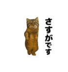 おどる！マヌルネコ（個別スタンプ：21）