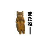 おどる！マヌルネコ（個別スタンプ：23）