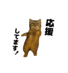 おどる！マヌルネコ（個別スタンプ：24）