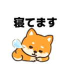 シバ犬デカ文字普段使える誰でもスタンプ（個別スタンプ：12）