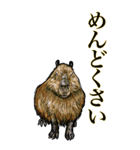 <BIG>だらしない動物《使用難易度★★★》（個別スタンプ：6）