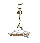<BIG>だらしない動物《使用難易度★★★》（個別スタンプ：12）