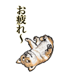 <BIG>だらしない動物《使用難易度★★★》（個別スタンプ：16）