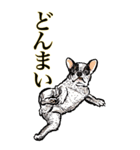 <BIG>だらしない動物《使用難易度★★★》（個別スタンプ：30）