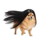 かつらを被った犬たち（個別スタンプ：1）