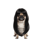 かつらを被った犬たち（個別スタンプ：2）