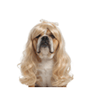 かつらを被った犬たち（個別スタンプ：3）