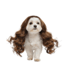 かつらを被った犬たち（個別スタンプ：4）