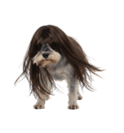 かつらを被った犬たち（個別スタンプ：7）