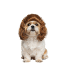 かつらを被った犬たち（個別スタンプ：8）