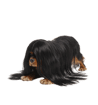 かつらを被った犬たち（個別スタンプ：9）