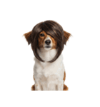 かつらを被った犬たち（個別スタンプ：10）
