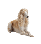 かつらを被った犬たち（個別スタンプ：12）