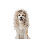 かつらを被った犬たち（個別スタンプ：13）