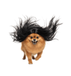 かつらを被った犬たち（個別スタンプ：14）