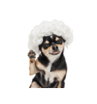 かつらを被った犬たち（個別スタンプ：15）