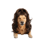 かつらを被った犬たち（個別スタンプ：17）