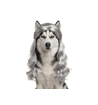 かつらを被った犬たち（個別スタンプ：18）