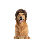 かつらを被った犬たち（個別スタンプ：19）