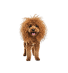 かつらを被った犬たち（個別スタンプ：20）