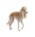 かつらを被った犬たち（個別スタンプ：21）