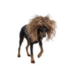 かつらを被った犬たち（個別スタンプ：24）