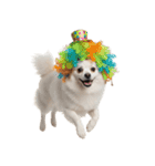 かつらを被った犬たち（個別スタンプ：25）