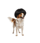 かつらを被った犬たち（個別スタンプ：26）