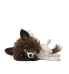 かつらを被った犬たち（個別スタンプ：27）