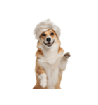 かつらを被った犬たち（個別スタンプ：30）
