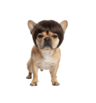 かつらを被った犬たち（個別スタンプ：32）