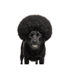 かつらを被った犬たち（個別スタンプ：35）