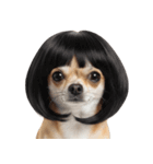 かつらを被った犬たち（個別スタンプ：36）