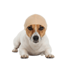 かつらを被った犬たち（個別スタンプ：39）