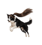 かつらを被った犬たち（個別スタンプ：40）