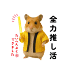 推し活ハムさん(黄色担、イエロー担)（個別スタンプ：1）