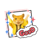 推し活ハムさん(黄色担、イエロー担)（個別スタンプ：8）