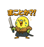 インコ侍。（個別スタンプ：24）