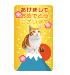 かわいい猫写真♪年賀BIGスタンプ【再販】（個別スタンプ：2）