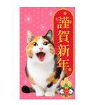 かわいい猫写真♪年賀BIGスタンプ【再販】（個別スタンプ：3）